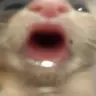 ssacz2 emote