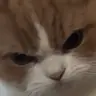 Mad emote