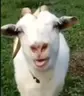 määähxify emote