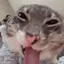 FreakCat