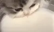 milk