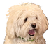 fartPOG