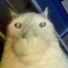 orb emote