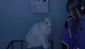 plsnoticeme emote
