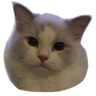 bewdstare emote