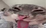 ZAMN emote