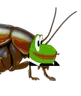 COCKAROACH emote
