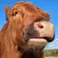 VeryMoo