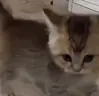 E emote