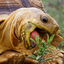 chomp
