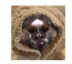 cozyMarm