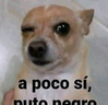 apocosi emote