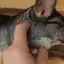 SCRITCHES