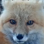 reedStare