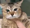 !title emote