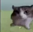 catBOOM