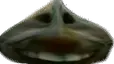 mewddgarlic