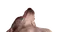creatureAwaken