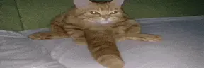 coc emote