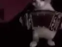acordeon emote