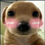 puppyBlush