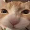 nom emote
