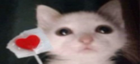 wubu