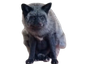 fennSitt