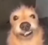ropopo