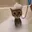 dumbcat