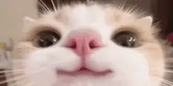 ))) emote