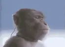 MonkeyJam emote