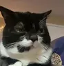 notOlrite emote