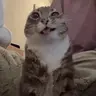 RigbyPiss emote