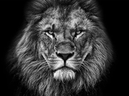 didyouspeak emote