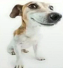 собакалол emote