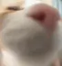 vuh emote