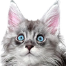 Walter emote