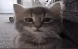 staring emote