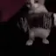 gatoSanfona