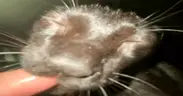 ssaczun emote
