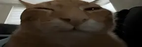 widebuhBlicky emote