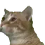 catBOP