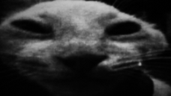 vddd emote