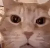 CatHahaha emote