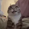 Rigby emote