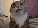 maybee emote