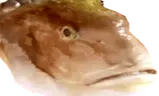 4kilo emote