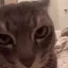 PMO emote
