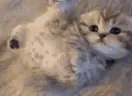 wonky emote